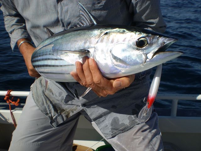 Striped Tuna